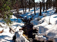 Oder bei Oderbrück  Das Foto zeigt den Bach "Oder", der bei Oderbrück durch den Oderteich (älteste Talsperre im Harz) in Richtung Südharz fließt.